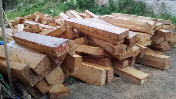 Khởi tố vụ án khai thác trái phép lượng lớn gỗ pơmu ở Quảng Nam ảnh 1