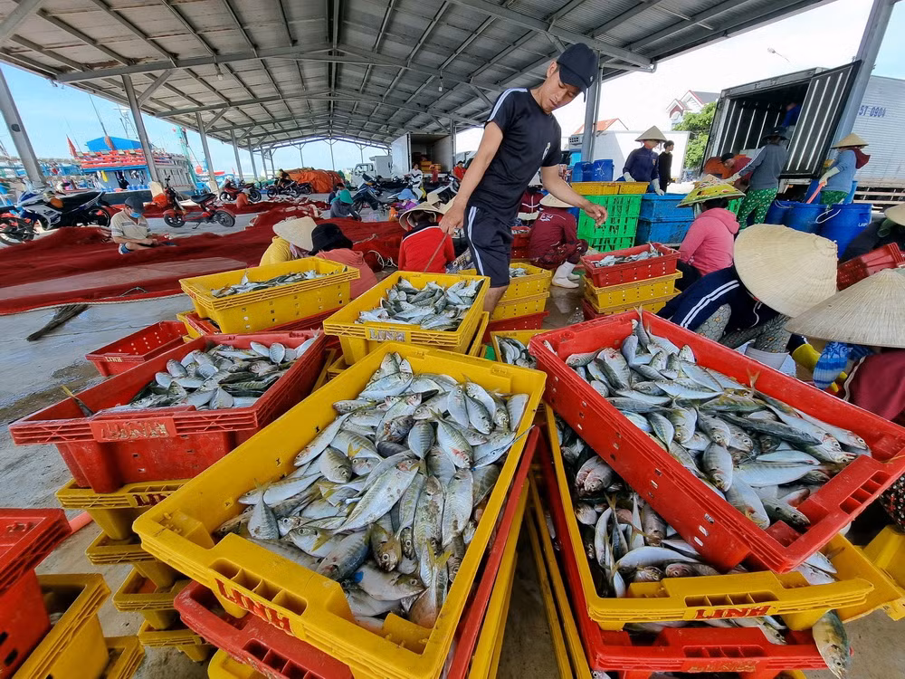 ttxvn_IUU ninh thuan 3.jpg