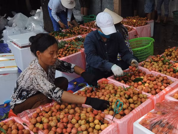 Tạo thuận lợi xuất khẩu vải thiều tươi qua Cửa khẩu quốc tế Lào Cai ảnh 1
