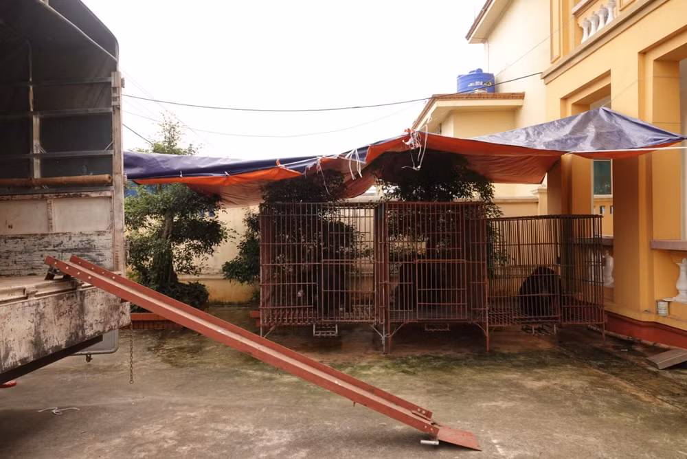 Cứu hộ thành công 3 cá thể gấu ngựa quý, hiếm tại tỉnh Nam Định ảnh 5