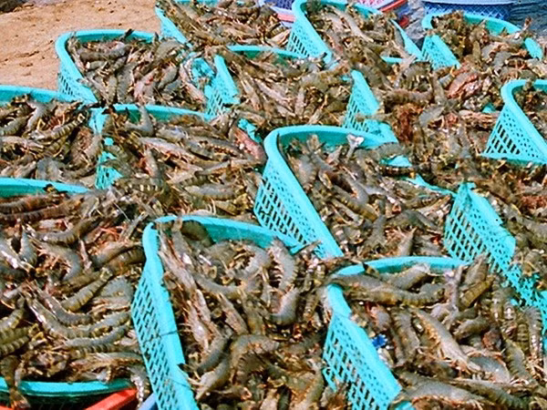 Kiên Giang phát triển nuôi tôm ở vùng Tứ giác Long Xuyên ảnh 1
