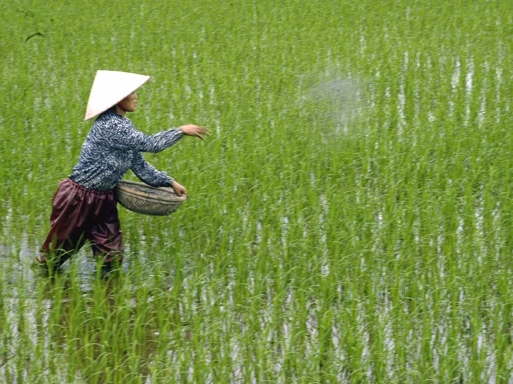 Cục Trồng trọt yêu cầu nông dân không dùng ximăng bón cho lúa ảnh 1