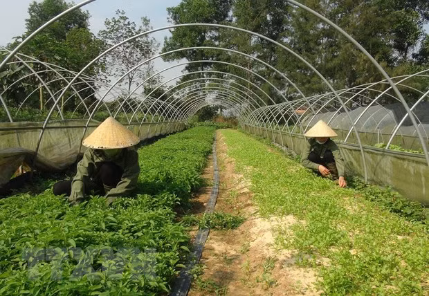 Lập Hội đồng thẩm định Quy hoạch hệ thống đô thị và nông thôn ảnh 1