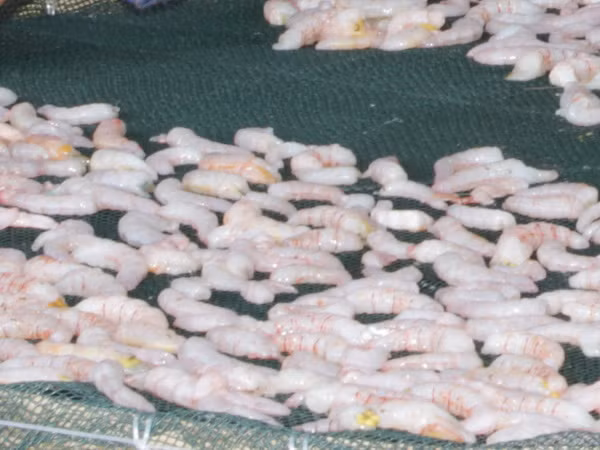 Nguồn cung không đủ cầu, tôm khô Cà Mau tăng giá đột biến ảnh 1