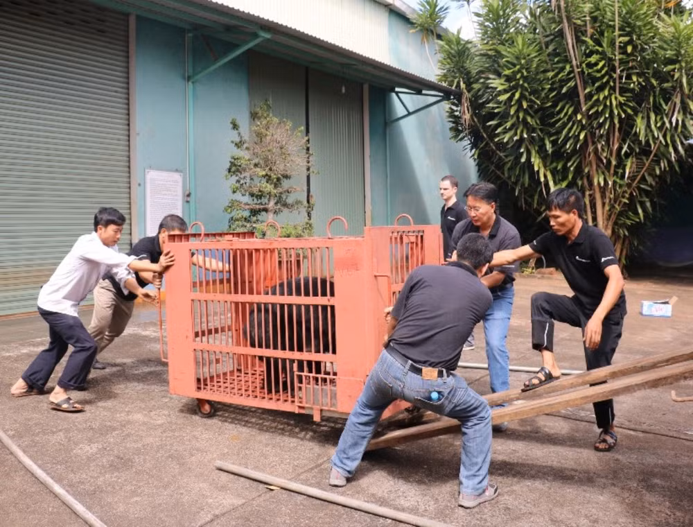 Giải cứu thành công 4 cá thể gấu ngựa có trọng lượng "khủng” ảnh 4