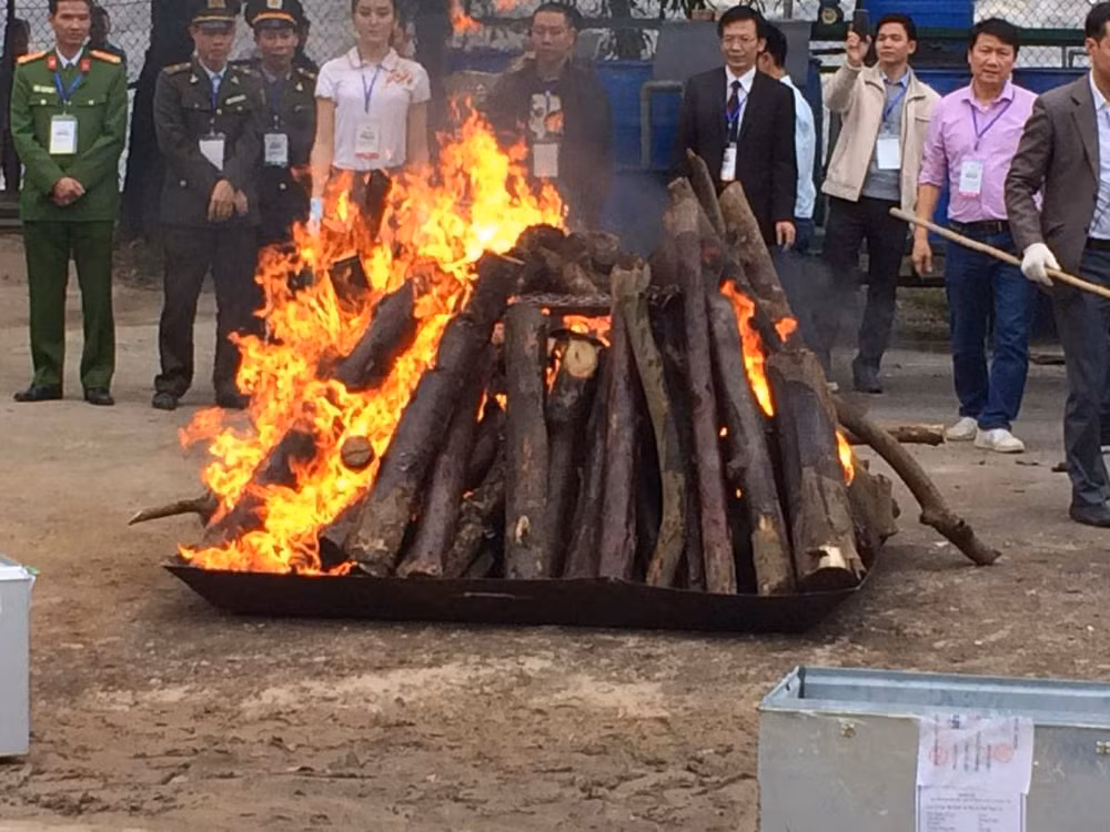 Tiêu hủy hơn 2.000 kg ngà voi và 70 kg sừng tê giác tại huyện Sóc Sơn ảnh 2