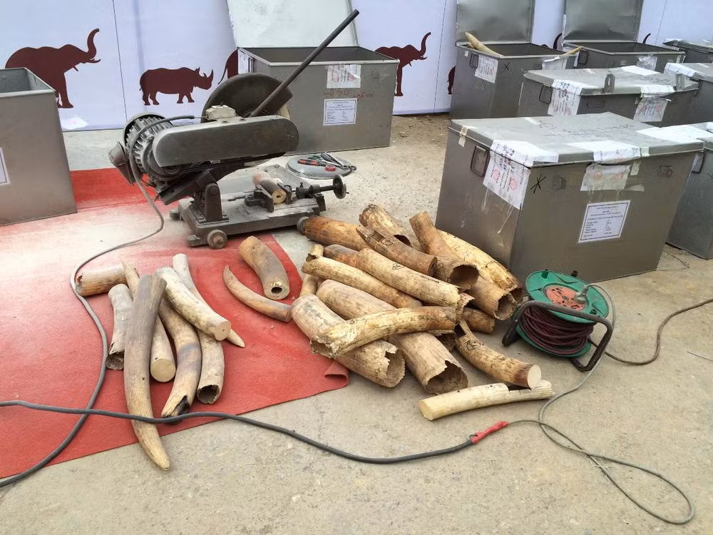 Tiêu hủy hơn 2.000 kg ngà voi và 70 kg sừng tê giác tại huyện Sóc Sơn ảnh 1