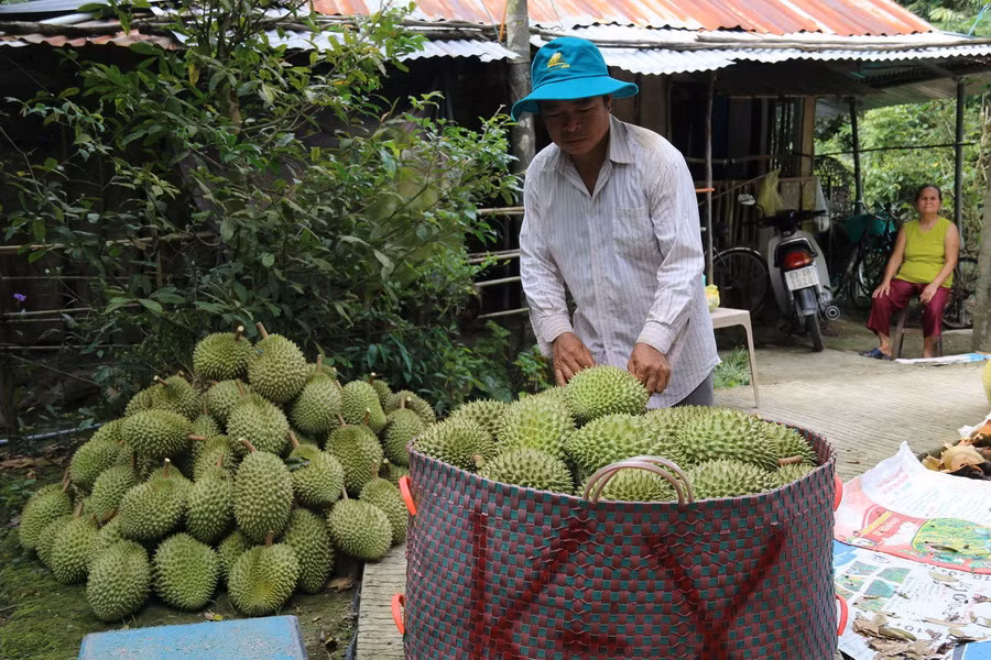 Xây dựng vùng nguyên liệu trái cây: Giữ vững thị trường nội địa ảnh 2