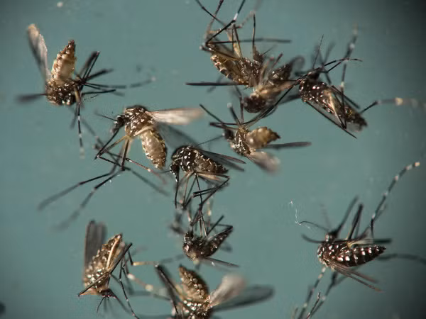 Virus Zika ảnh hưởng đến 5% phụ nữ mang thai ở vùng hải ngoại Mỹ ảnh 1