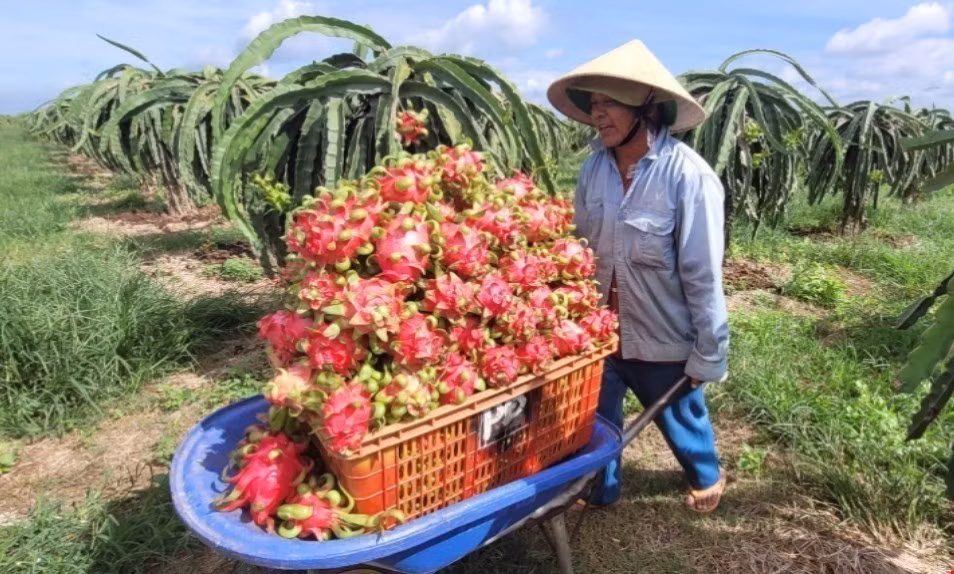 ttxvn_thanh long.jpg