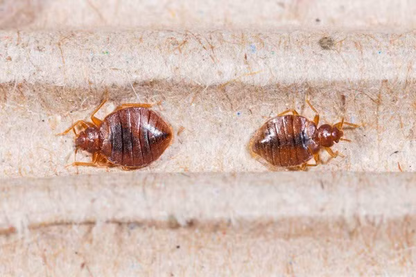 bed-bugs-look-like-2-miain.jpg