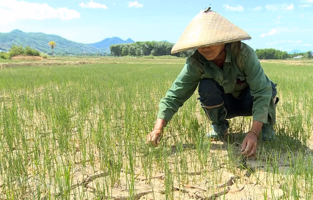 Bình Thuận: Không để thiếu nước cho sản xuất vụ Hè Thu ảnh 1