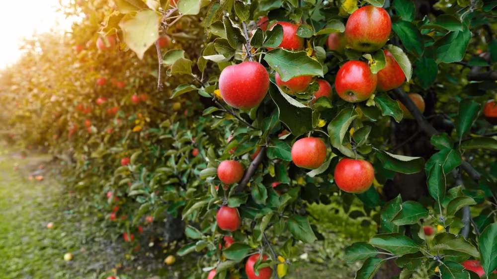 apples-1270x714.jpg