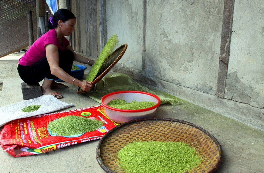 Cốm xanh Tú Lệ - Món quà độc đáo của núi rừng Tây Bắc ảnh 1