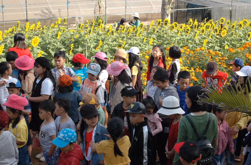 Vườn hoa hướng dương rực rỡ ở phố núi Pleiku hút khách tham quan ảnh 2