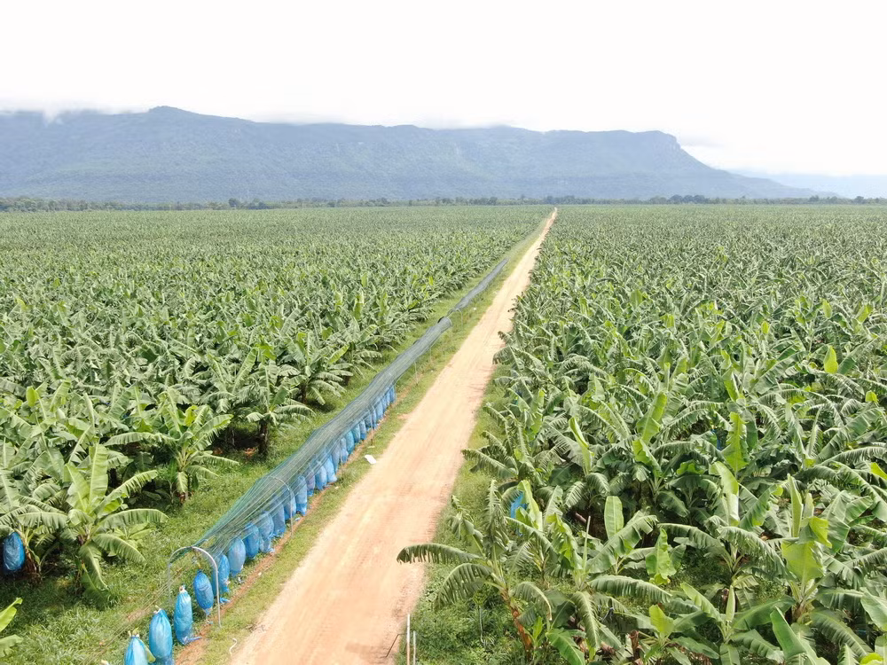 HNG phát triển sản xuất nông nghiệp quy mô lớn trên nền tảng hữu cơ ảnh 1