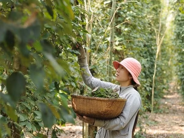 Tiêu hạt rớt giá, nông dân Phú Quốc giảm mạnh diện tích trồng ảnh 1