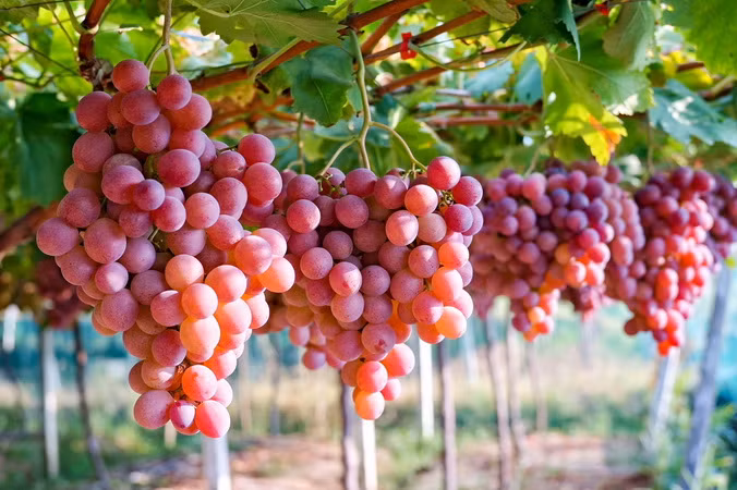 Nho tươi Australia vào mùa, ồ ạt cập bến thị trường Việt Nam ảnh 1