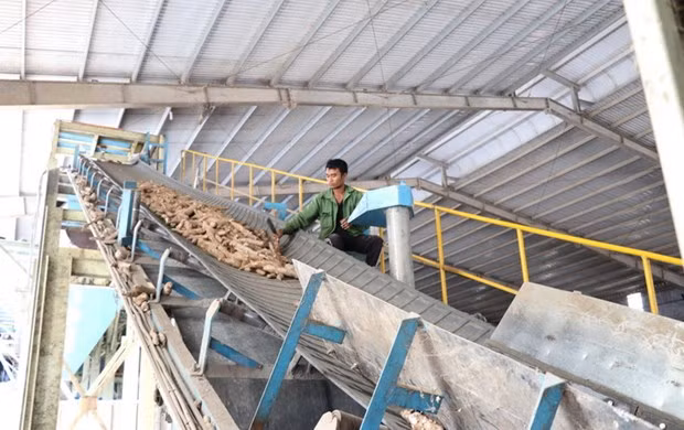 Cơ hội xuất khẩu sắn và tinh bột sắn sang thị trường Trung Quốc ảnh 1