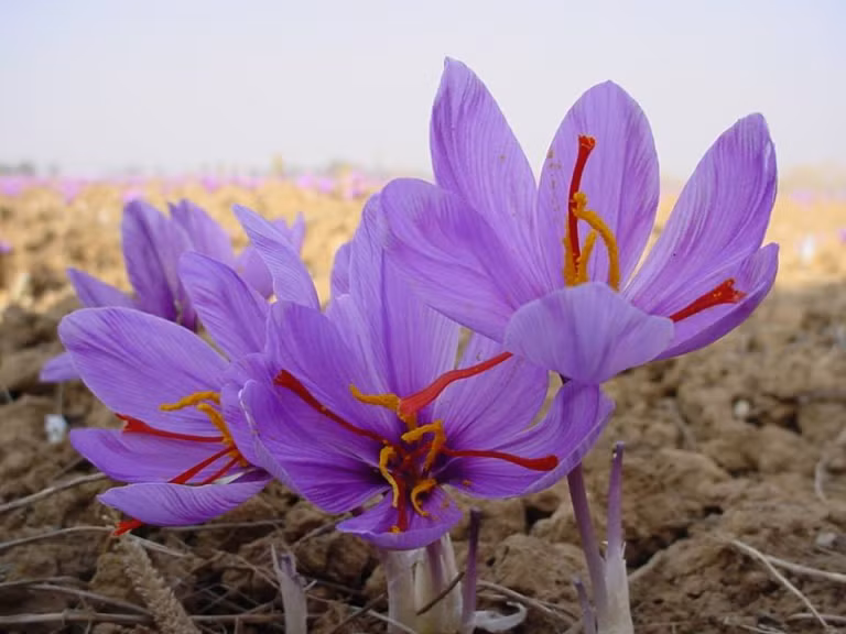Saffron – “Vàng đỏ” làm đẹp của Iran chính thức phân phối ở Việt Nam ảnh 1