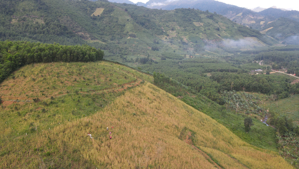 Khánh Hòa: Vụ lúa rẫy của đồng bào dân tộc T’rin được mùa ảnh 2