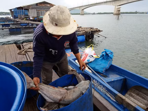 11 doanh nghiệp xả thải gây cá chết phải bồi thường hơn 13 tỷ đồng ảnh 1