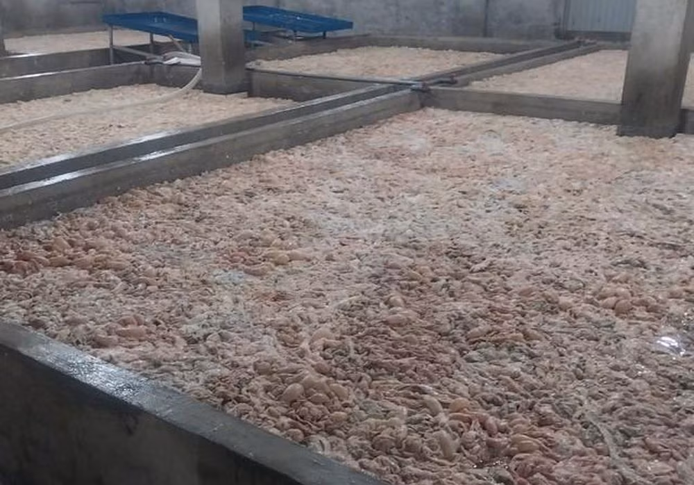 Bắc Ninh tiêu hủy hơn 7 tấn lòng lợn chưa qua sơ chế, bốc mùi hôi thối ảnh 1