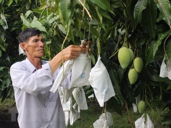 Đồng Tháp: Xoài rải vụ giá cao hơn 10.000 đồng mỗi kg ảnh 1