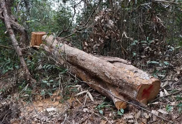 Điều tra, xử lý vụ khai thác, vận chuyển gỗ trái phép ở Mang Yang ảnh 1
