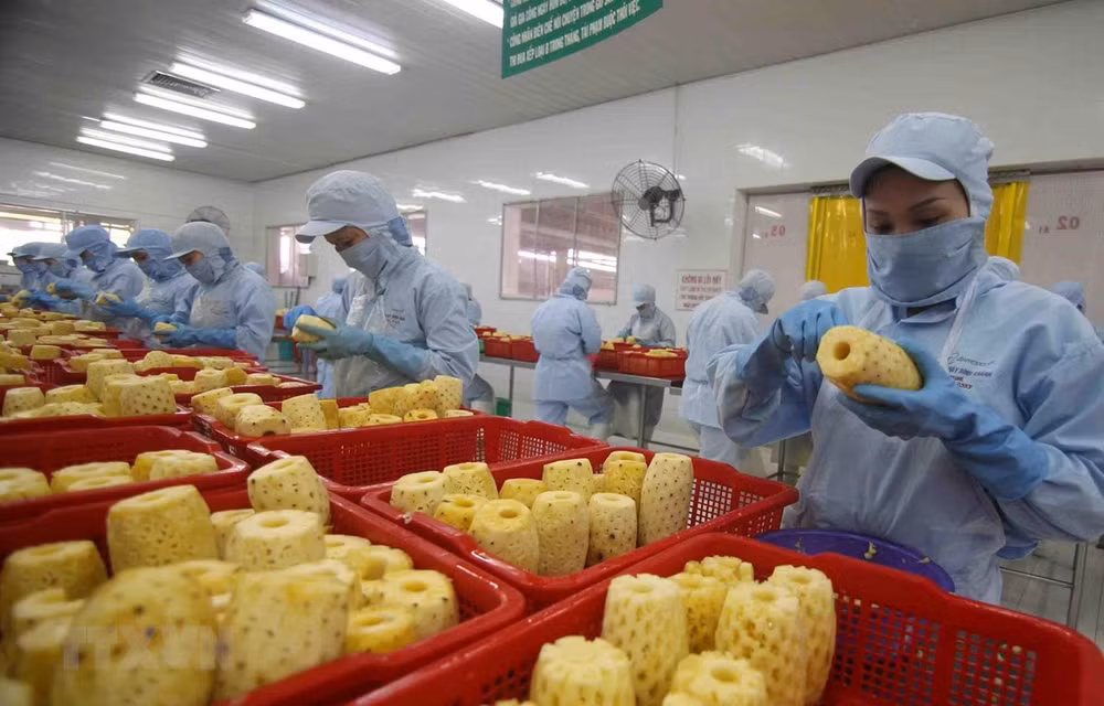 Hỗ trợ doanh nghiệp xuất khẩu nông sản vượt khó, mở rộng thị trường ảnh 2