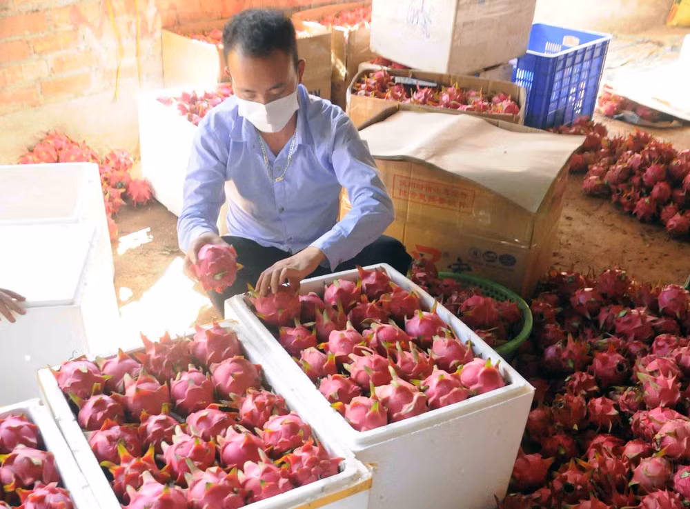 Thị trường Đông Hưng của Trung Quốc dừng nhập thanh long của Việt ảnh 1