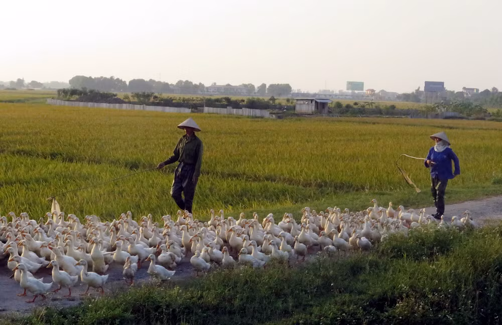 Hà Tĩnh có nguy cơ bùng phát dịch cúm gia cầm H5N6 diện rộng ảnh 1
