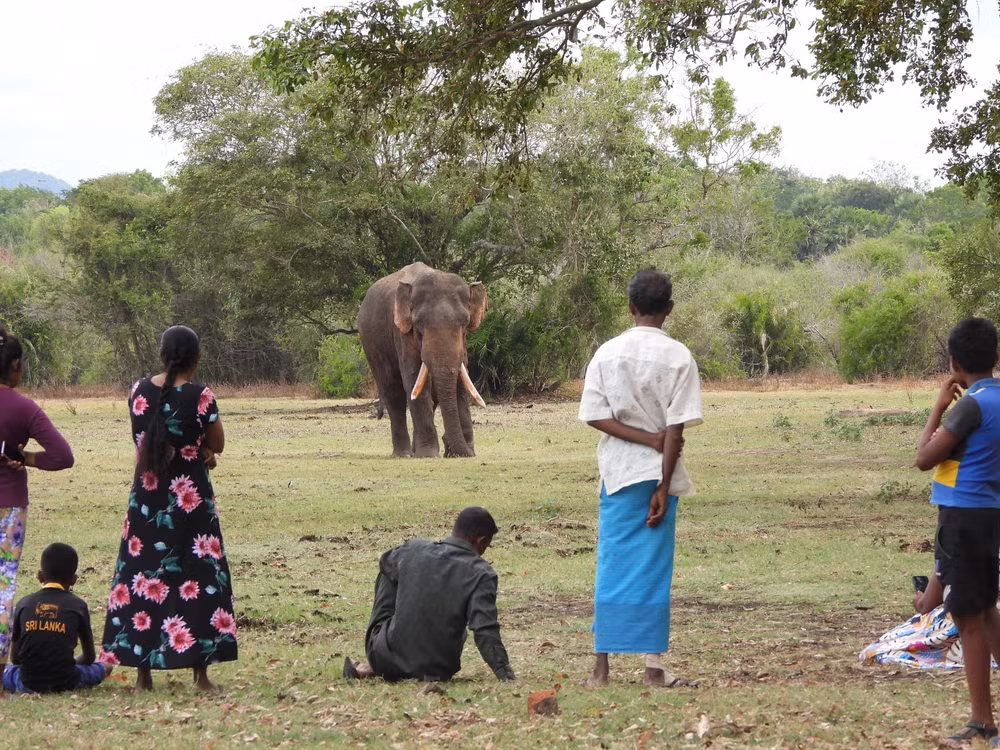 sri lanka nguoi voi 2.jpg