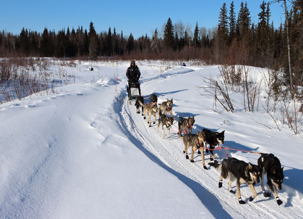 Iditarod - Cuộc đua chó kéo xe trượt tuyết khắc nghiệt nhất thế giới | Vietnam+ (VietnamPlus)
