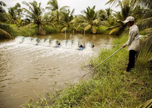 Hạn mặn tác động đến phát triển kinh tế và doanh nghiệp ĐBSCL ảnh 2