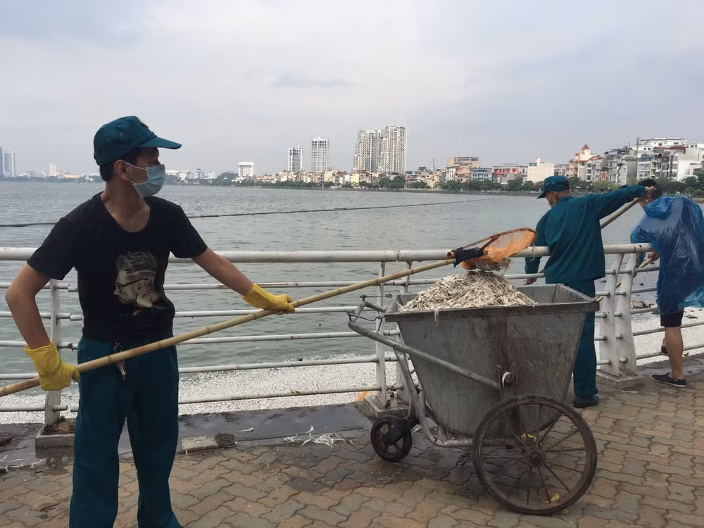 Lấy mẫu nước để xác định nguyên nhân cá chết nổi tại hồ Tây ảnh 1