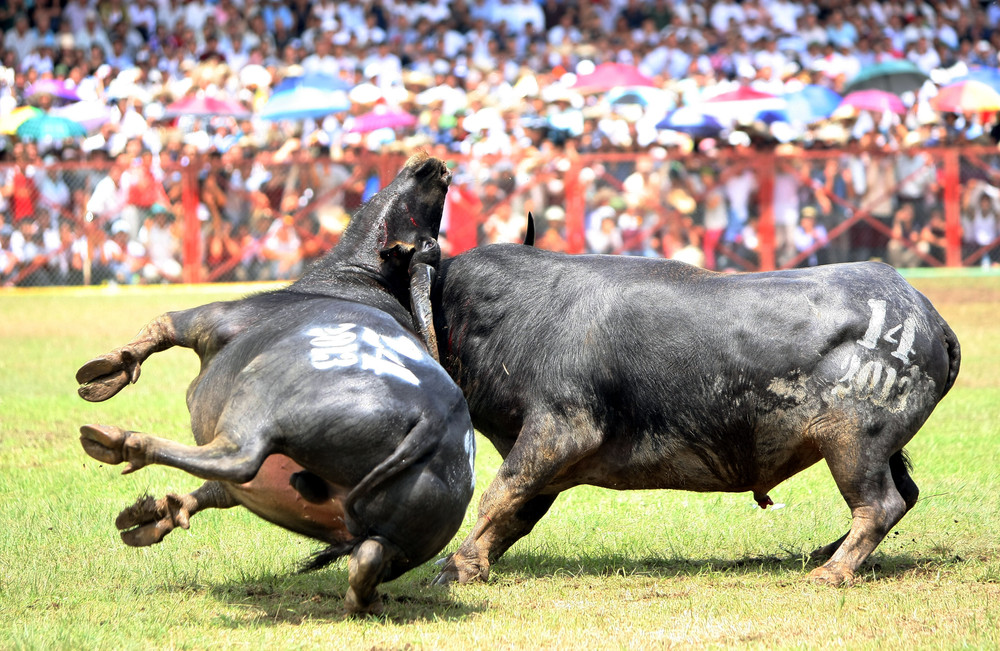 Lễ Hội Chọi Trâu Đồ Sơn 2014: Nét Độc Đáo Văn Hóa Miền Biển