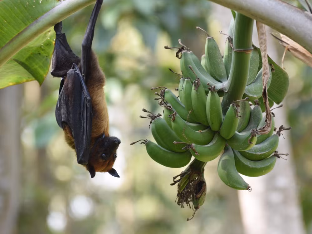 Chuyên gia y tế cảnh báo nguy cơ virus gây chết người Nipah bùng phát ảnh 1