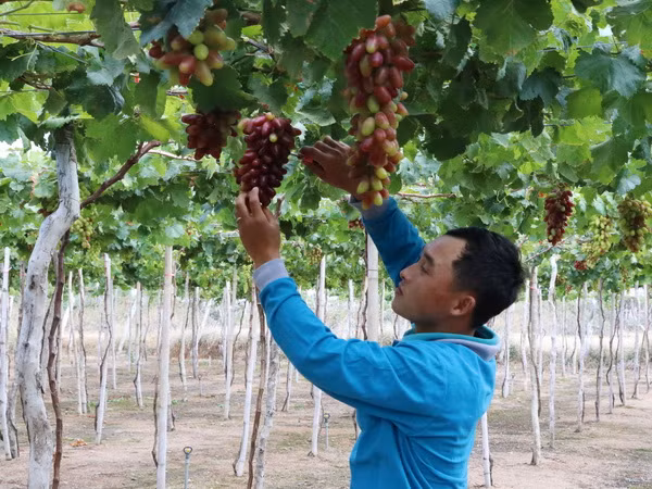 Công nhận giống nho mới được đưa vào sản xuất tại Ninh Thuận ảnh 2