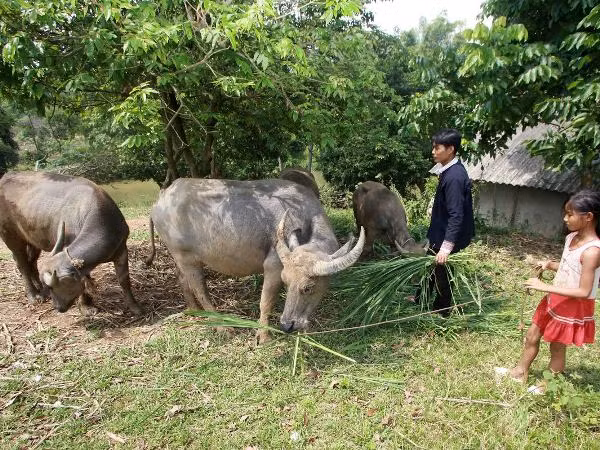 Khách hàng bị rủi ro do khách quan được bổ sung vay vốn ảnh 1