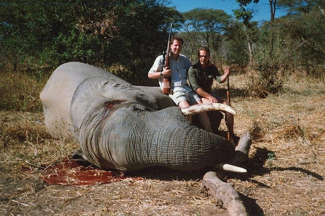 LHQ: Tình trạng săn bắn voi tại châu Phi vẫn ở mức quá cao | Vietnam+  (VietnamPlus)