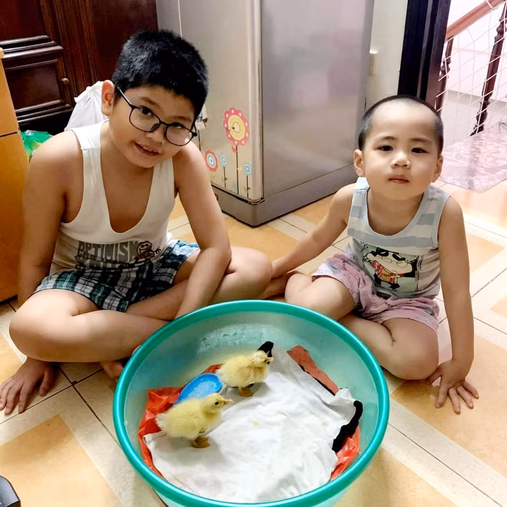 Trào lưu ấp trứng, nuôi vịt làm thú cưng trong những ngày giãn cách ảnh 2