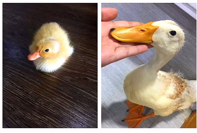 Trào lưu ấp trứng, nuôi vịt làm thú cưng trong những ngày giãn cách ảnh 1
