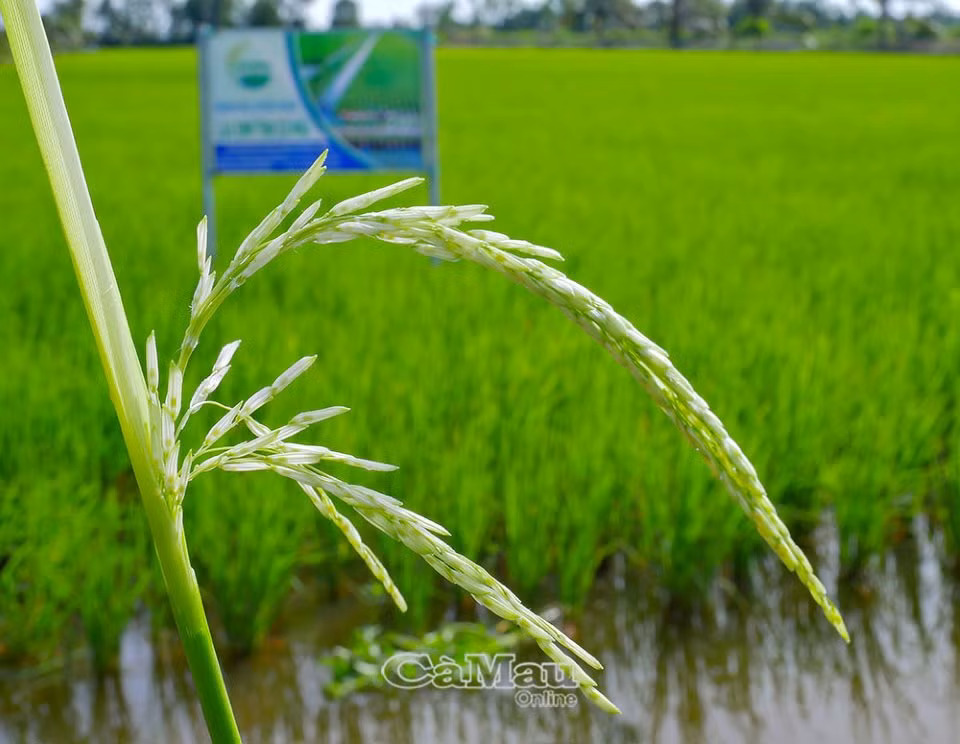 Hà Nội trồng khảo nghiệm thành công giống lúa ST25 ảnh 1