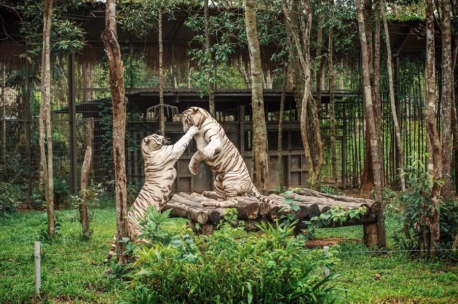 Đón Giáng sinh theo phong cách châu Phi ở “xứ sở thần tiên” Phú Quốc ảnh 3