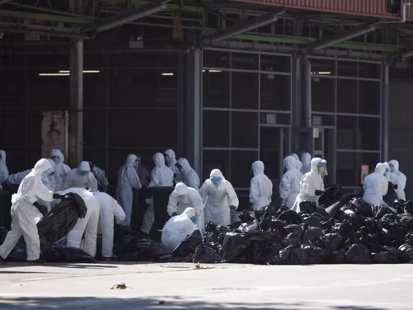Hong Kong tiêu hủy 4.500 gia cầm do lo ngại virus cúm H7N9 ảnh 1