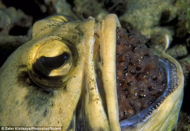 Cá jawfish đực ấp tới 400 quả trứng trong... miệng ảnh 2