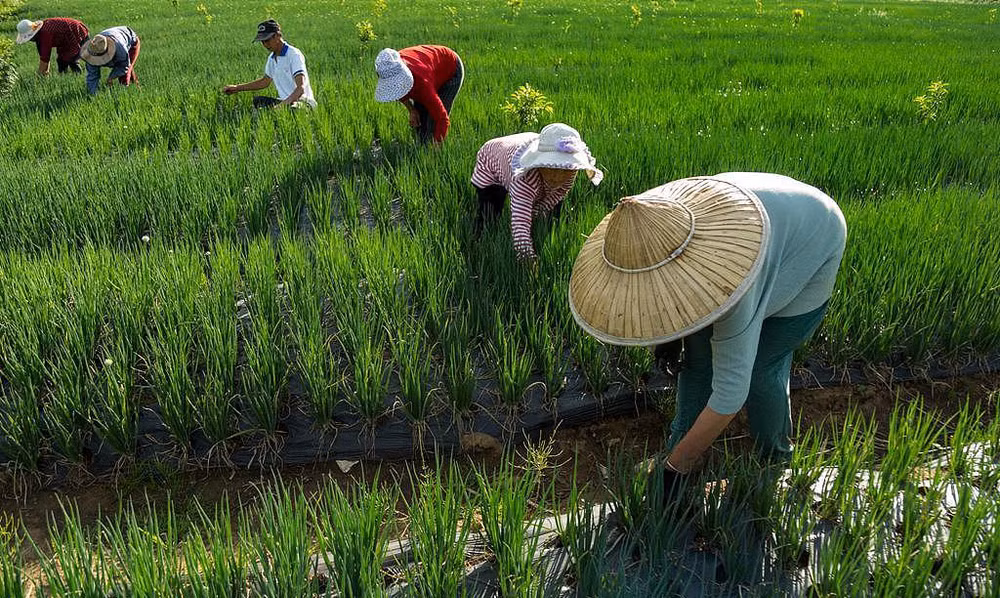 24 Hệ thống di sản nông nghiệp quan trọng toàn cầu mới trên thế giới ảnh 1