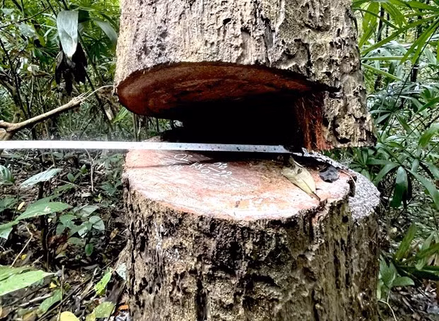 Lĩnh án tù vì vi phạm quy định về khai thác, bảo vệ rừng và lâm sản ảnh 1