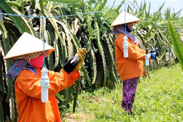 Điện tăng, thanh long trái vụ rớt giá, nhà vườn gặp nhiều khó khăn ảnh 1